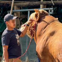 suara asli - Anjaszzz