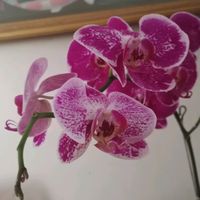 suara asli - Cahyo Dea