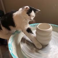 megthepotter