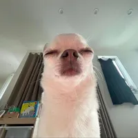 original sound - rlfhr8