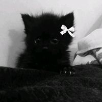 sammy72532