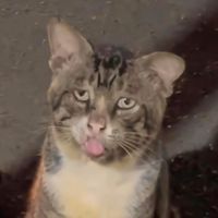 suara asli - Nuruldeswita