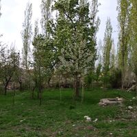 bulut.....858