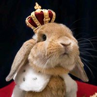 bunnykingdom_gamer