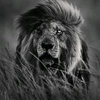 alaa..abuaram2