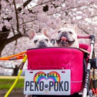 pekotopoko