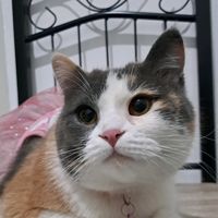 original sound - Luna.caramel.thecat