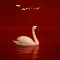 original sound - ali.wri8s2