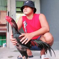 suara asli - Leo_siraja