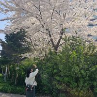 subin241