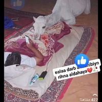 alshaayib______711