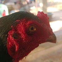 เสียงต้นฉบับ - ภูมิเฮ็ดดีจังบักสัง