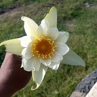.c_indy01