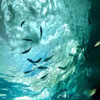 nhạc nền - Suối🐟