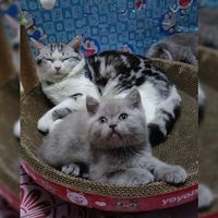 เสียงต้นฉบับ - CAT FAMILY