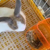 _lemon_1027