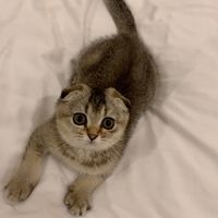 mycat_isthebest1