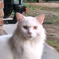 suara asli - Always be Louvre