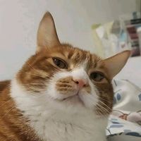 xxtax_5