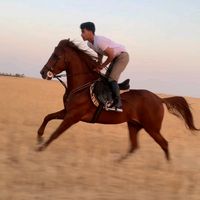_shahab1