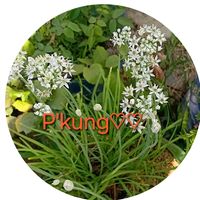 kung..ab..5454