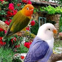 rafeeqgujar159
