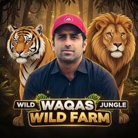 lionhubjungle