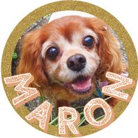オリジナル楽曲 - マロン🐶過保護犬キャバリア