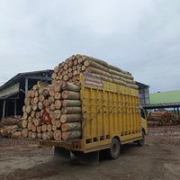 suara asli - 🎖TOKE BALOK🎖