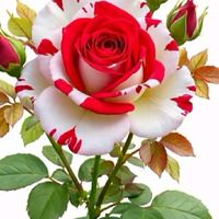 kay.khaing.khant1