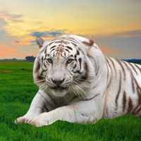 suara asli - pecinta Nabi Muhammad,,?