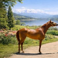 arabian.horse49