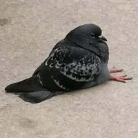 nhạc nền - Linh Khánh Trần