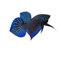 tendo.betta.first