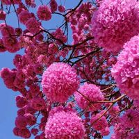 noor_453702