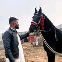 phelwanmirzarizwan1