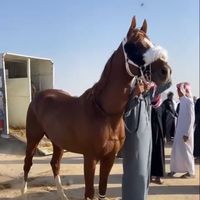 abo_55551