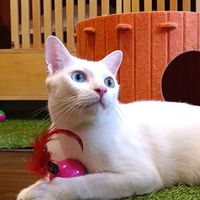 meow_gin_zap