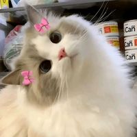 မူရင်းအသံ - 🍇.H.🍓