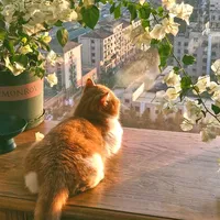 original sound - tranglee_le