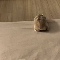 moohamsterr