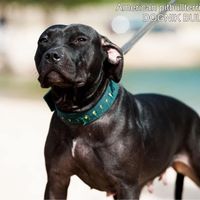 dognikbulls