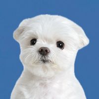 maltese_janggun