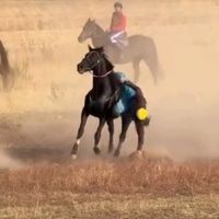 _salamatov_71