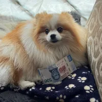 original sound - toby.torbellino