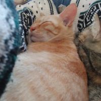 nhạc nền - Tạ Chu Ling