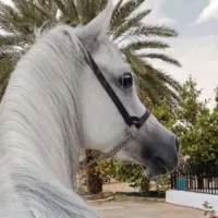 original sound - wa.17q