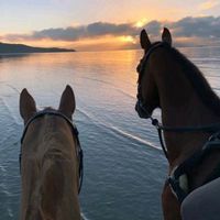 الصوت الأصلي