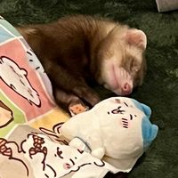 ferret_minato