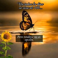 girasoles8822